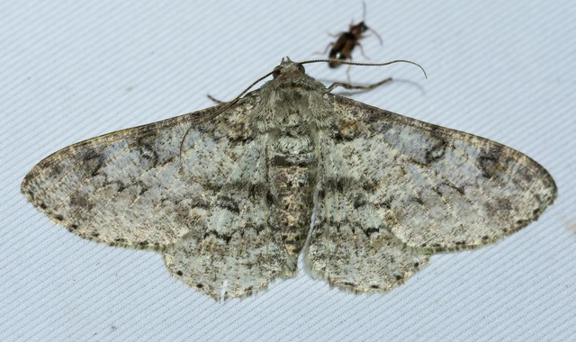 Ascotis selenaria - holdas faaraszoló
