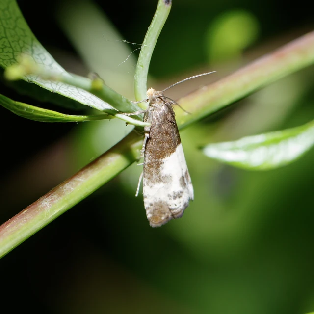 Notocelia cynosbatella - rózsahajtás-tükrösmoly