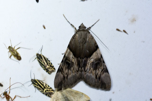 Catocala fulminea - galagonya-övesbagoly
