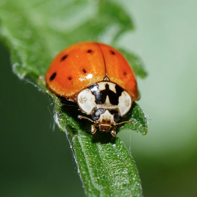 Harmonia axyridis - harlekinkatica