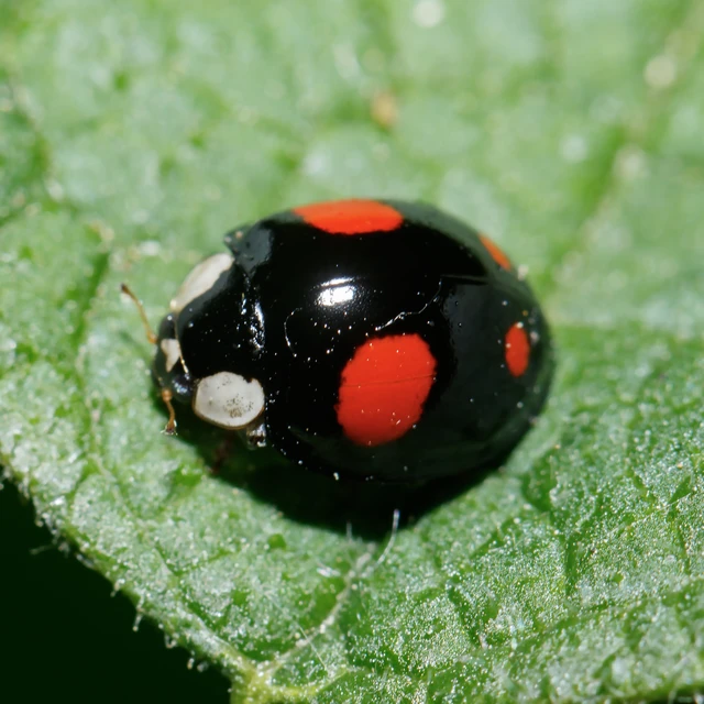 Harmonia axyridis - harlekinkatica