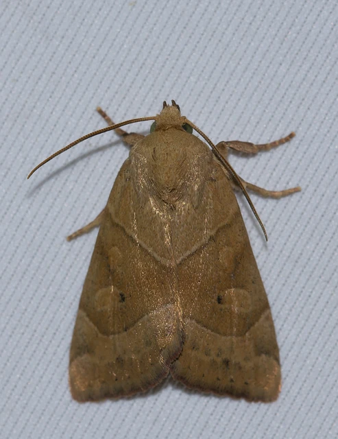 Cosmia trapezina - közönséges lombbagoly
