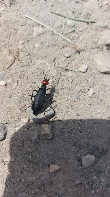 Epicauta rufidorsum - hollóbogár