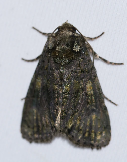 Craniophora ligustri - fagyalbagoly