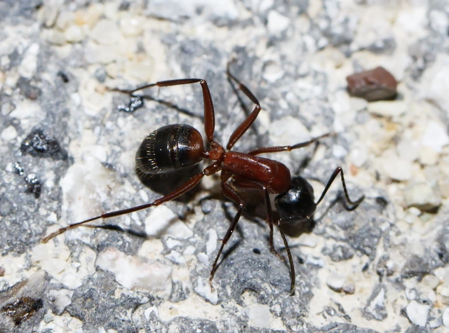 Camponotus ligniperda - faodvasító lóhangya
