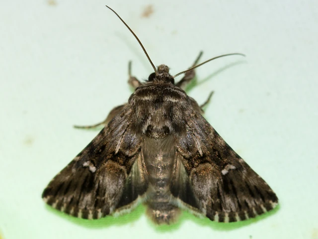 Calophasia lunula - gyújtoványfű-apróbagoly