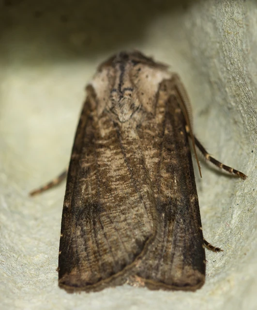 Agrotis clavis - zömök földibagoly
