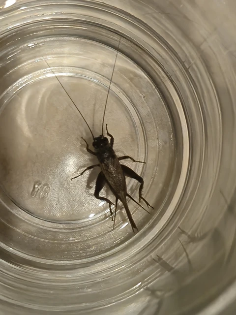 Eumodicogryllus bordigalensis - bordói tücsök
