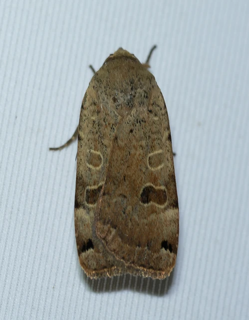 Noctua orbona - foltos sárgafűbagoly
