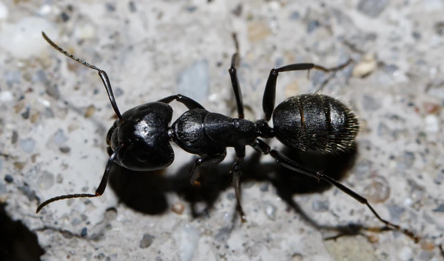 Camponotus vagus - fekete lóhangya