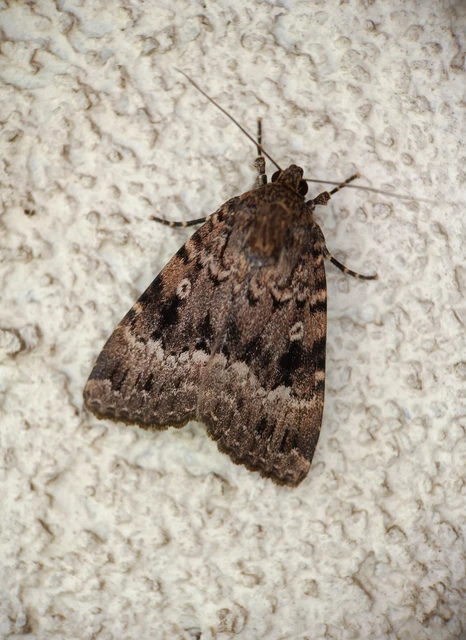 Amphipyra berbera svensoni - rezesszárnyú bagoly