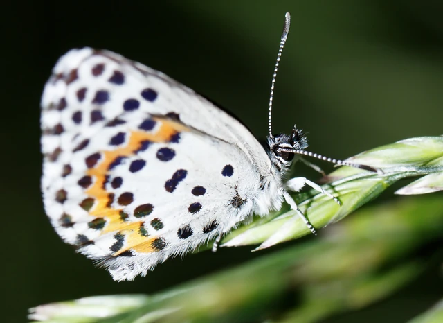Scolitantides orion - szemes boglárka