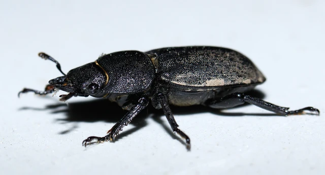 Dorcus parallelipipedus - kis szarvasbogár