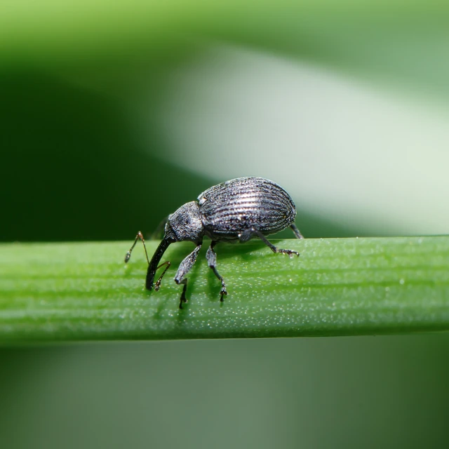 Anthonomus rubi - szamóca-bimbólikasztó Anthonomus rubi - szamóca-bimbólikasztó