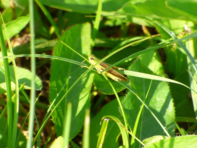 Stethophyma grossum - tundrasáska