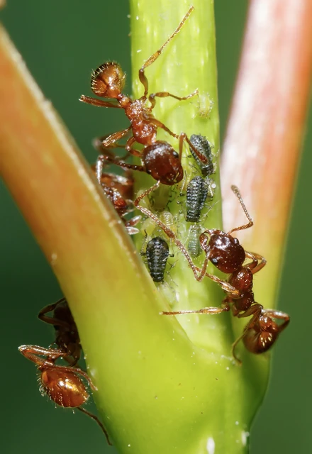Myrmica rubra - közönséges bütyköshangya