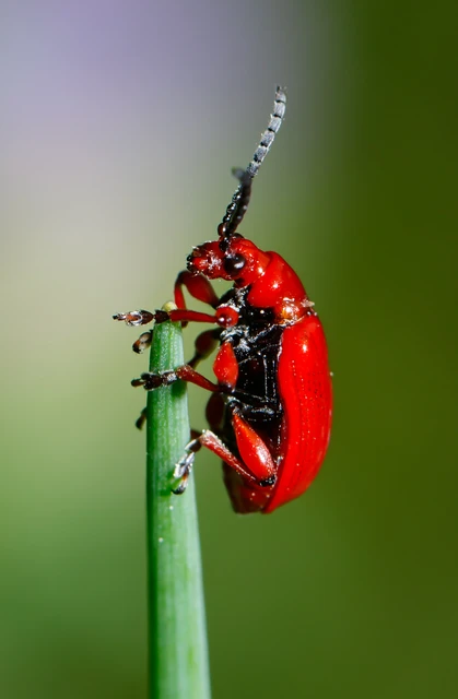 Lilioceris merdigera - hagymabogár Lilioceris merdigera - hagymabogár