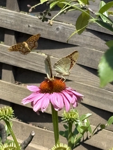 Argynnis pandora - zöldes gyöngyházlepke
