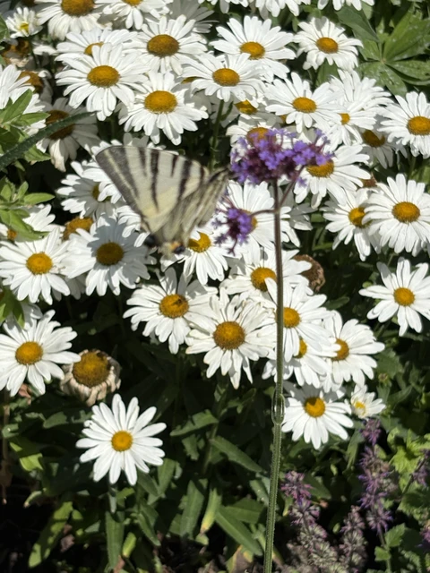 Iphiclides podalirius - kardoslepke