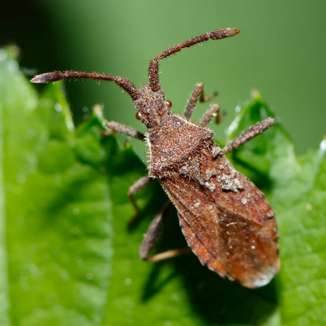 Coriomeris