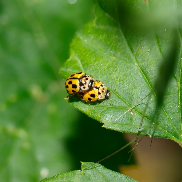 Propylea quatuordecimpunctata - tizennégypettyes füsskata