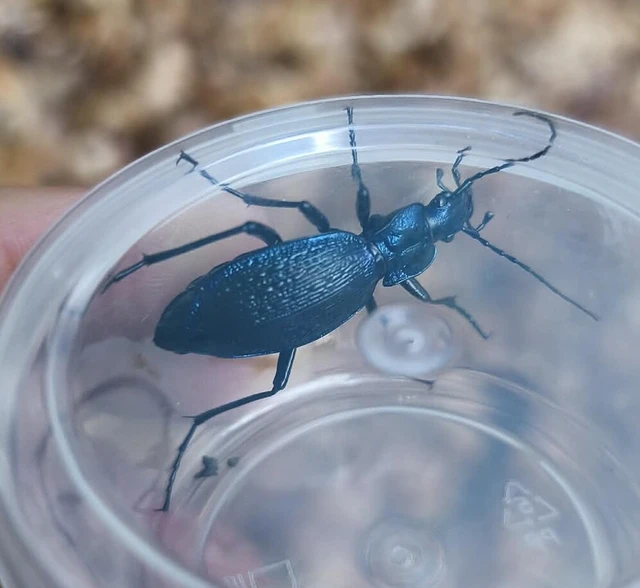 Carabus intricatus - kék laposfutrinka Carabus intricatus - kék laposfutrinka