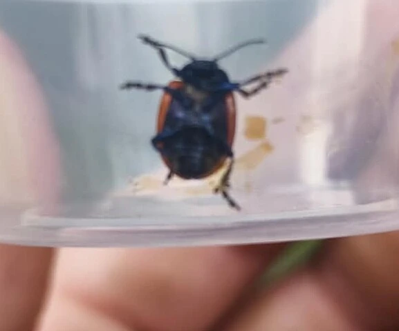 Chrysolina