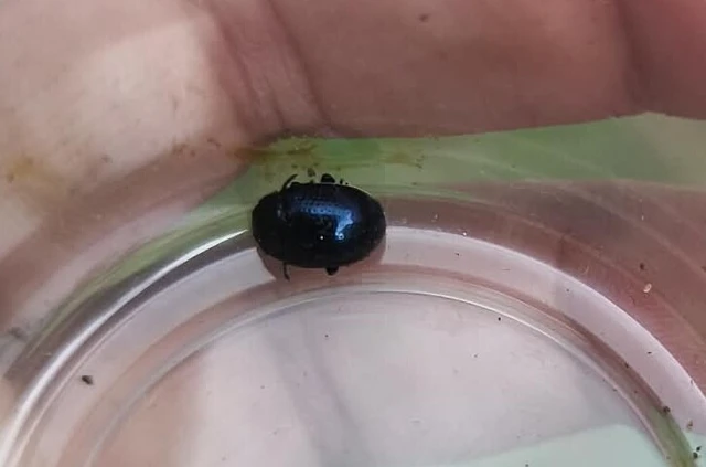 Chrysolina