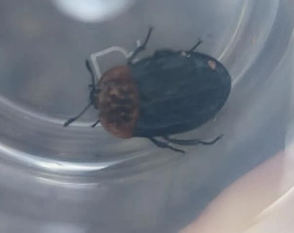 Oiceoptoma thoracicum - vörösnyakú dögbogár