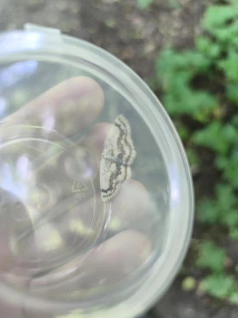 Cyclophora annularia - gyűrűs pettyesaraszoló