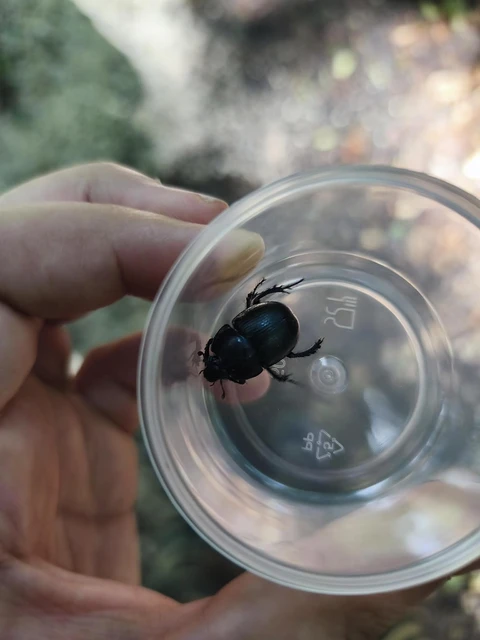 Anoplotrupes stercorosus - erdei álganéjtúró