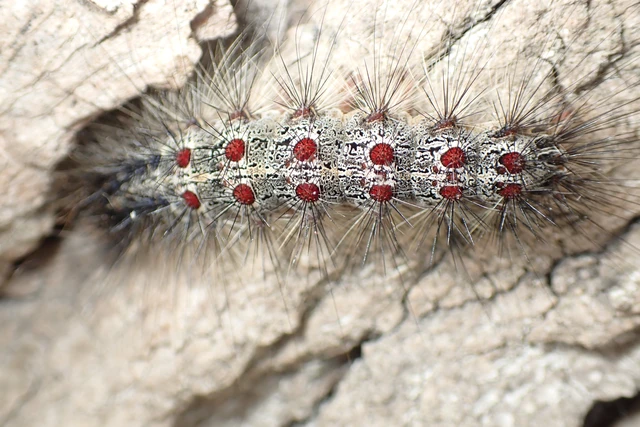 Lymantria dispar - gyapjaslepke