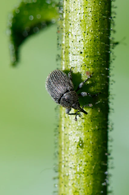 Rhinusa