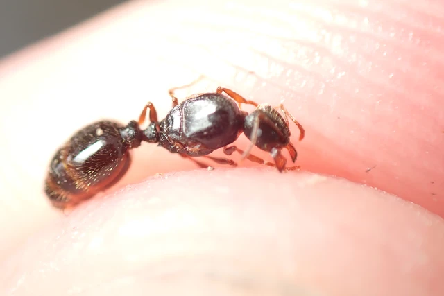 Tetramorium
