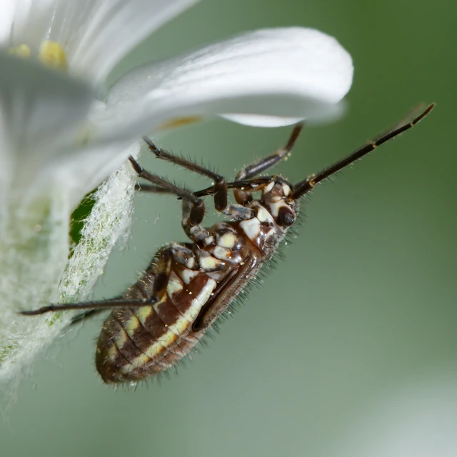Leptopterna dolabrata - közönséges mezeipoloska