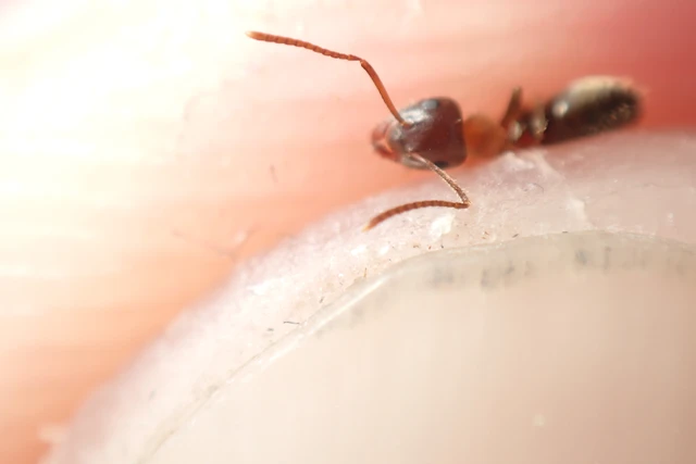Lasius emarginatus - vöröstorú feketehangya