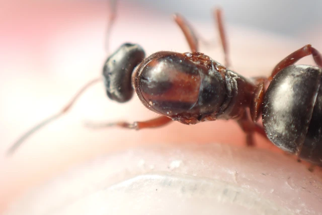 Formica rufibarbis - vörös rabszolgahangya