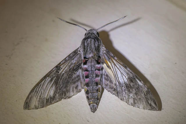 Agrius convolvuli - szulákszender