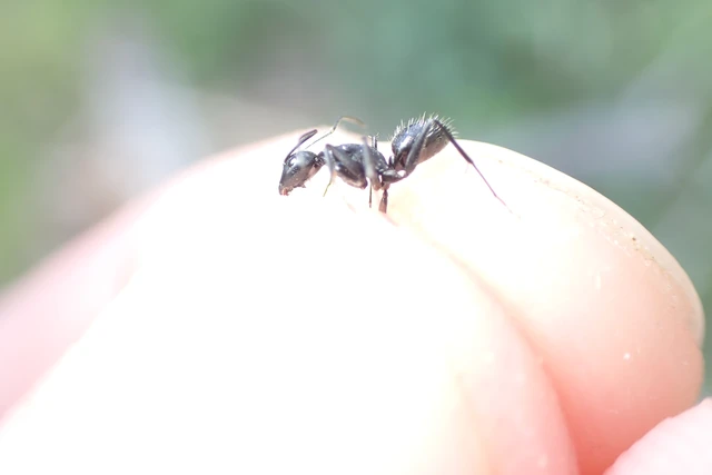 Camponotus vagus - fekete lóhangya
