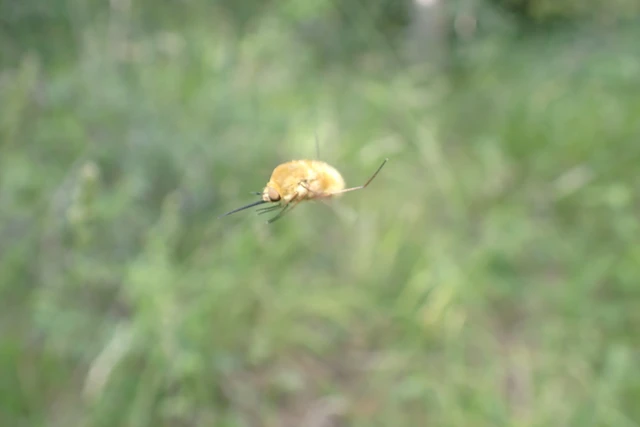 Bombylius