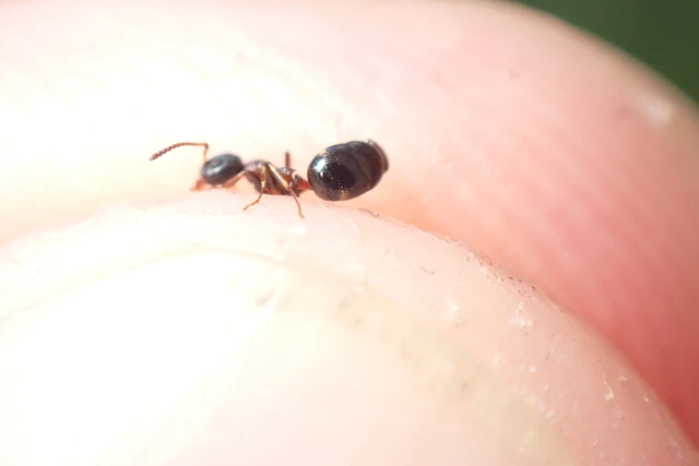 Dolichoderus quadripunctatus - négypettyes erdeihangya