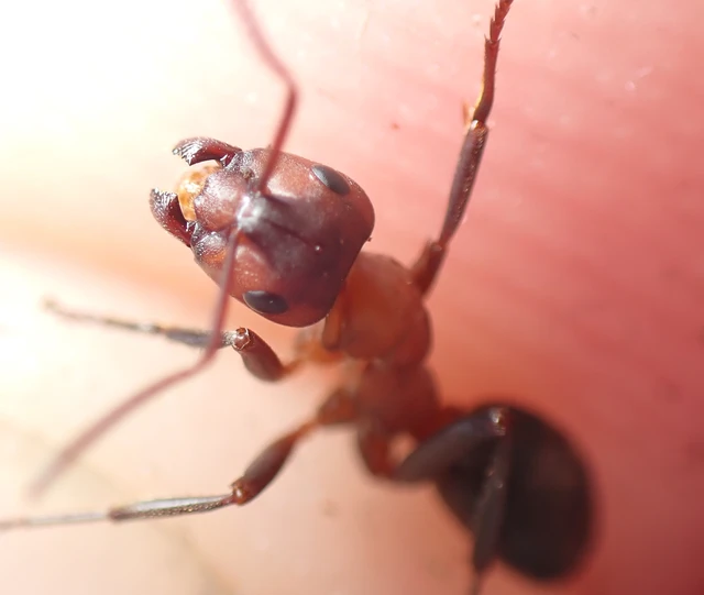 Formica sanguinea - vérvörös rablóhangya