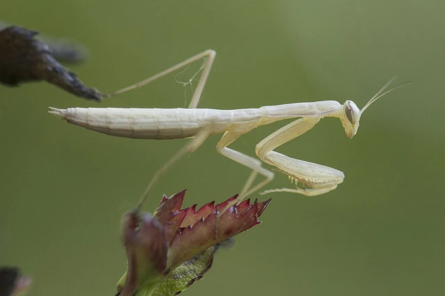 Mantodea - Fogólábúak