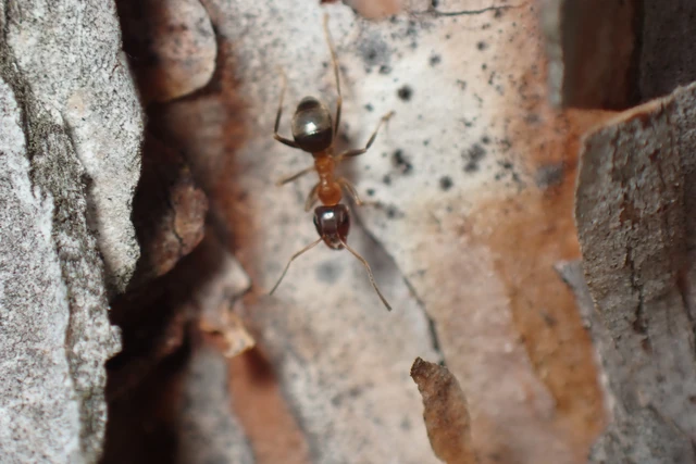 Lasius emarginatus - vöröstorú feketehangya