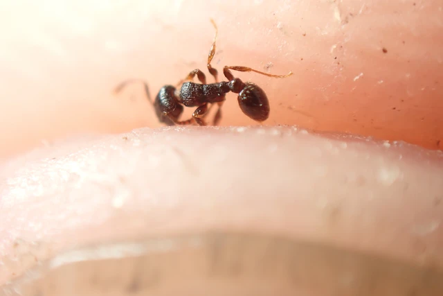 Tetramorium