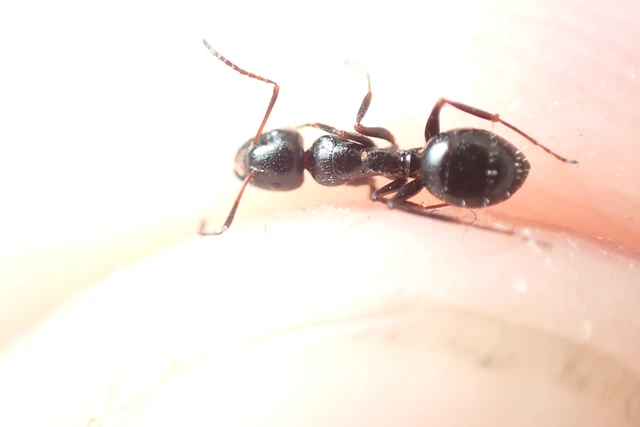 Camponotus piceus - szurkos lóhangya