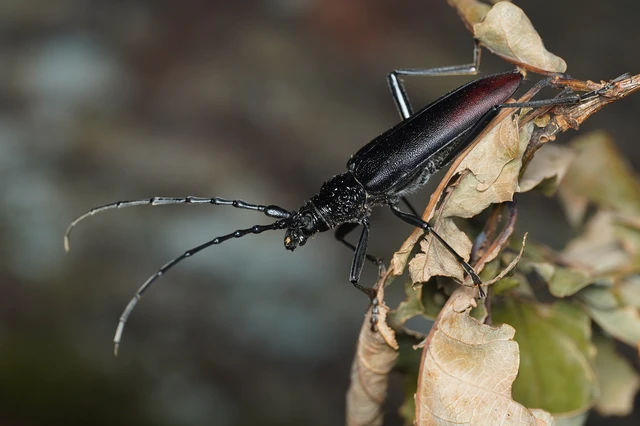Cerambyx cerdo - nagy hőscincér