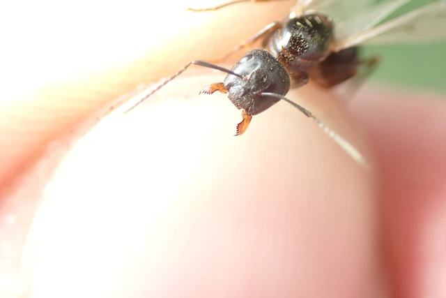 Camponotus aethiops - szőrös lóhangya