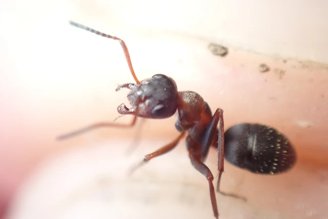 Formica rufibarbis - vörös rabszolgahangya