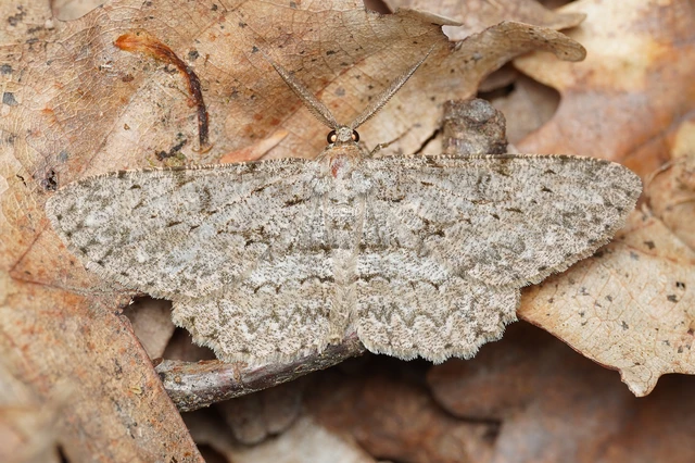 Hypomecis punctinalis - pettyes faaraszoló